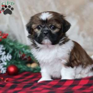 Holly, Shih Tzu Puppy